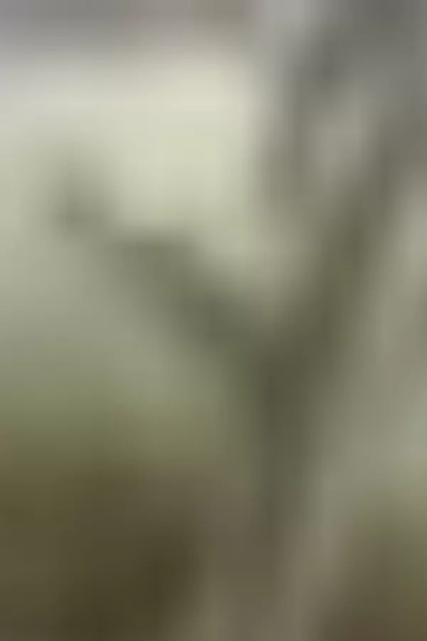 50516